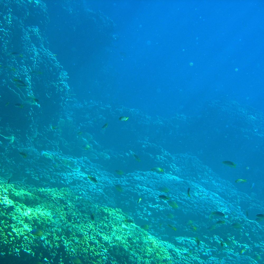 海