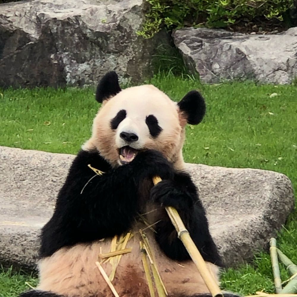 座敷ぱんだ