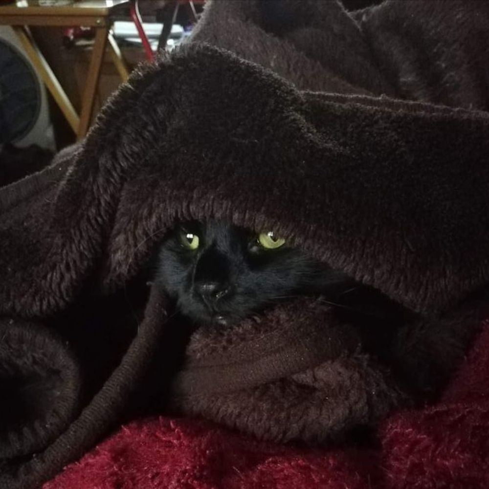 Feral Growl