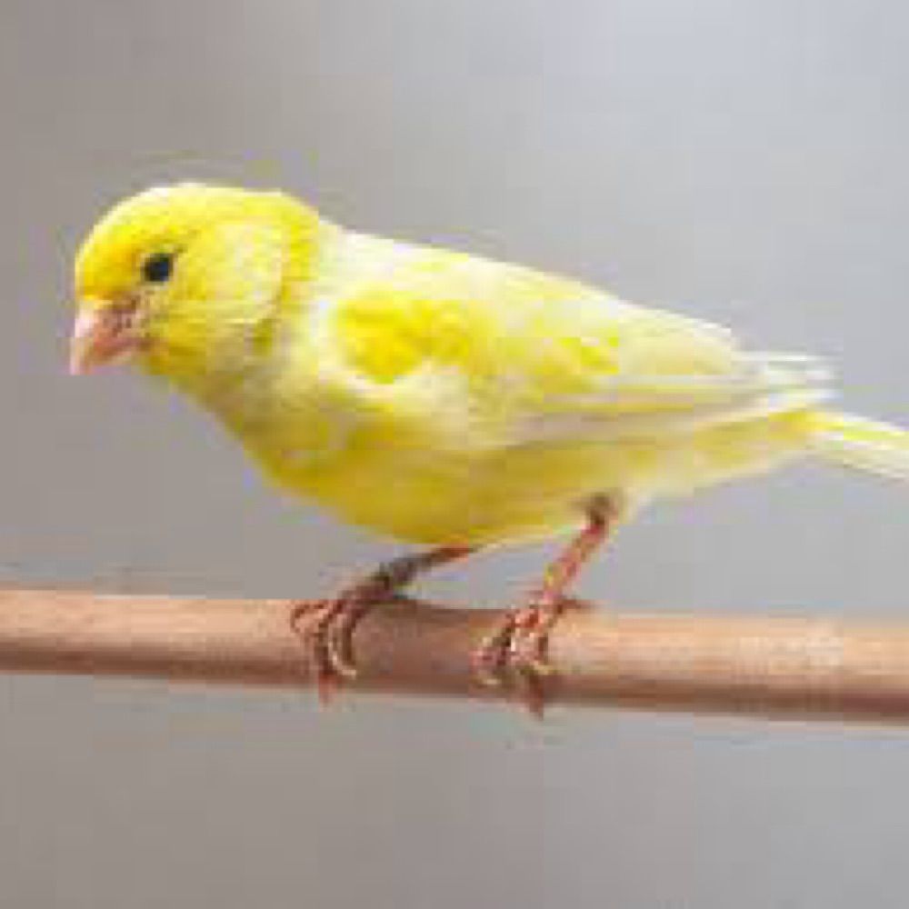 🦜歌を覚えたカナリア🦜