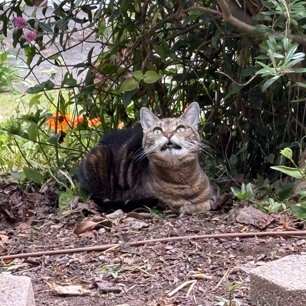 Puss Cattius