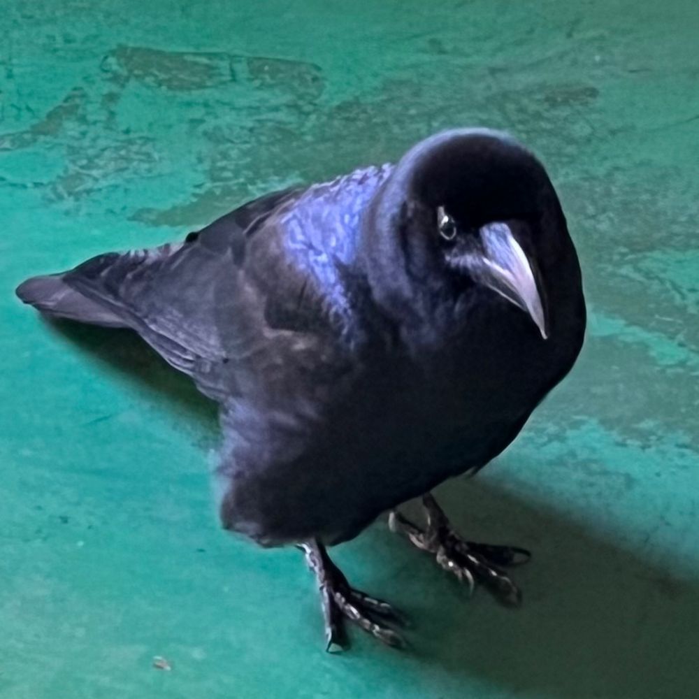 飯村