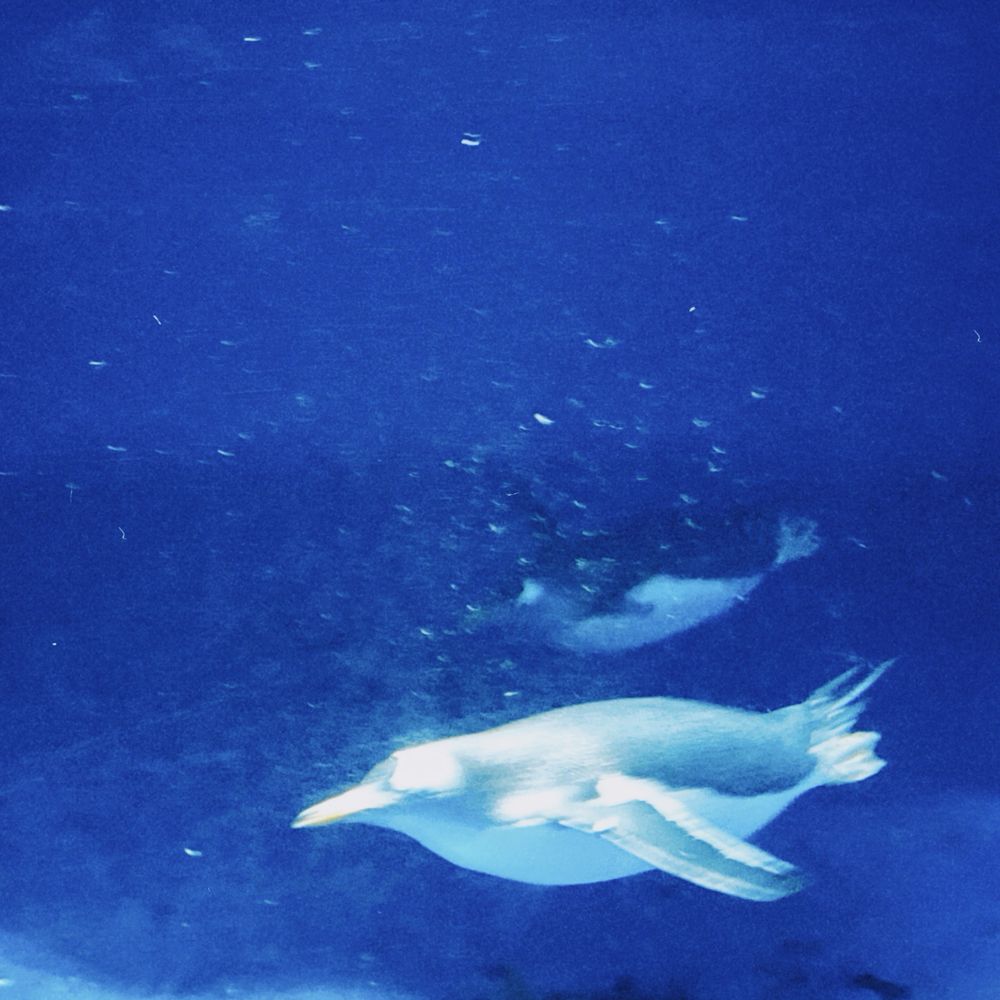 🦈