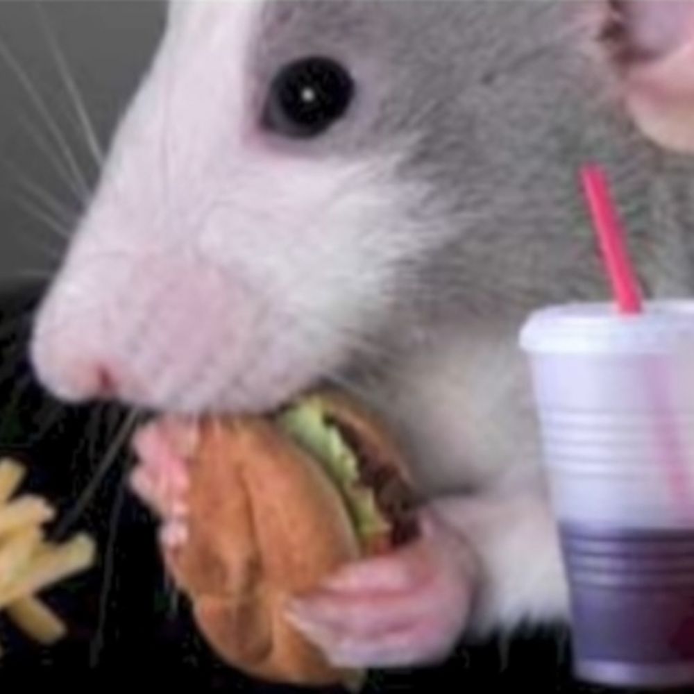 RatsLiker