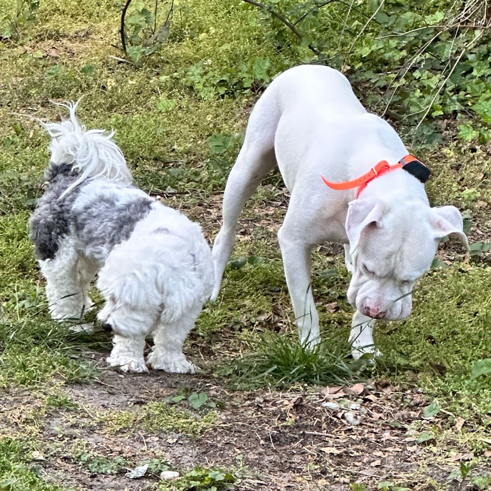 crittermom18.bsky.social profile picture