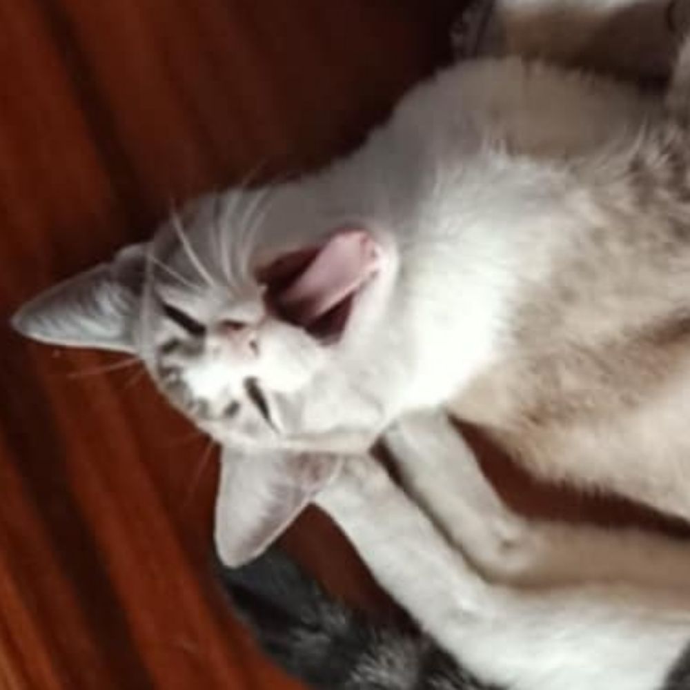 Nova