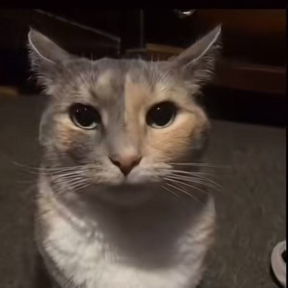 Daily Dose of Cats