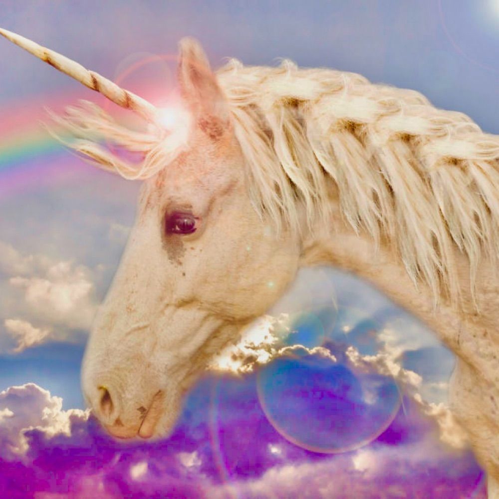 🦄-FIZU POPPU-🌈