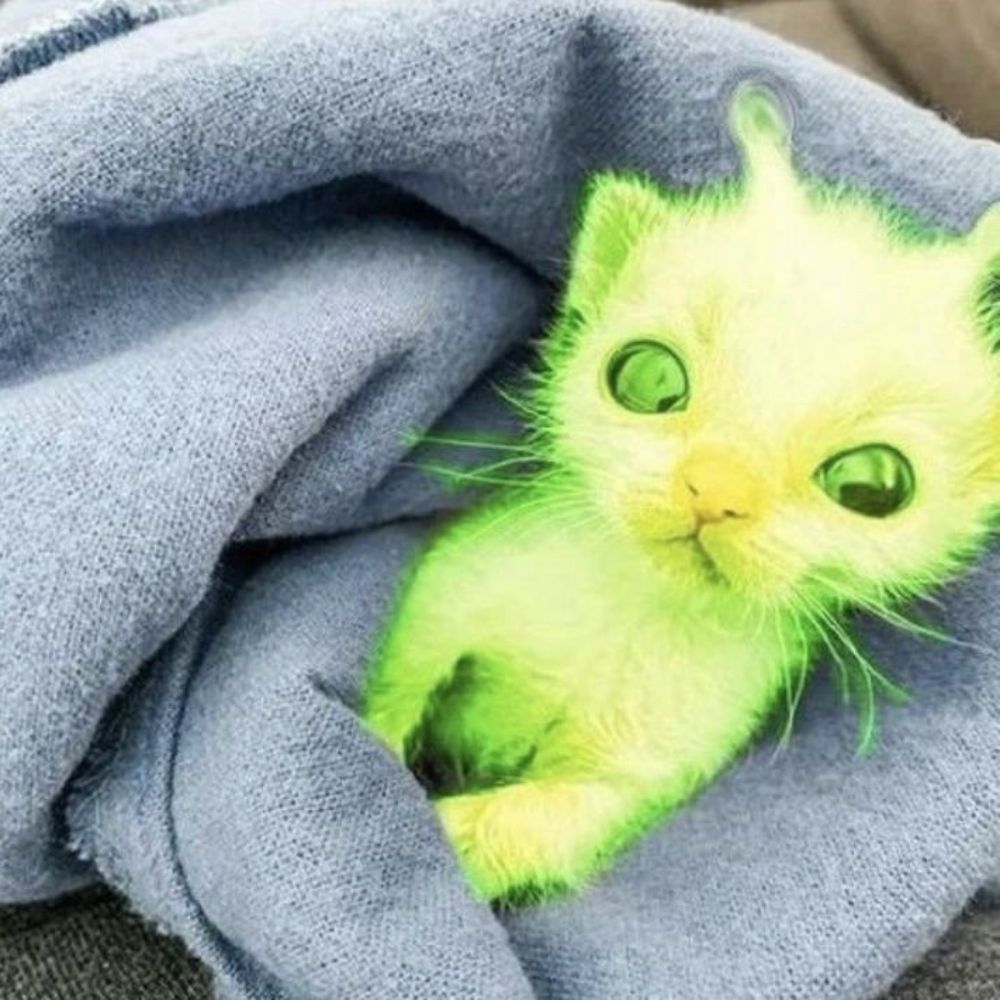 ⏤͟͟͞͞meowis☥