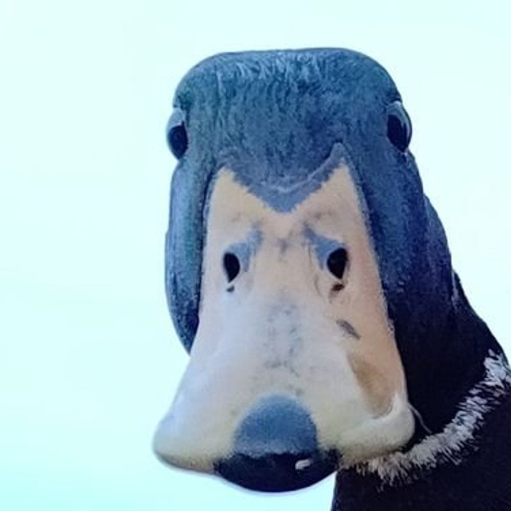 Pato Profe en Irlanda🦆🍉