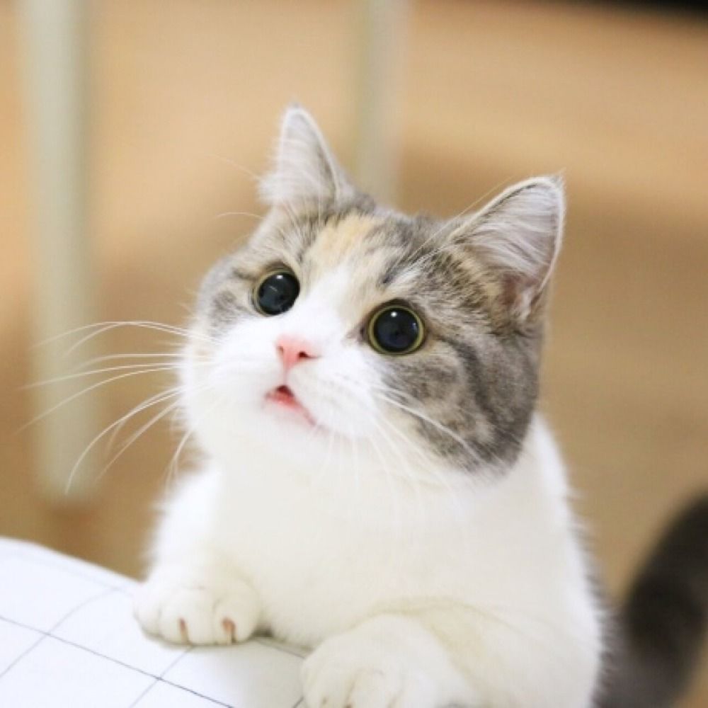 웅앵
