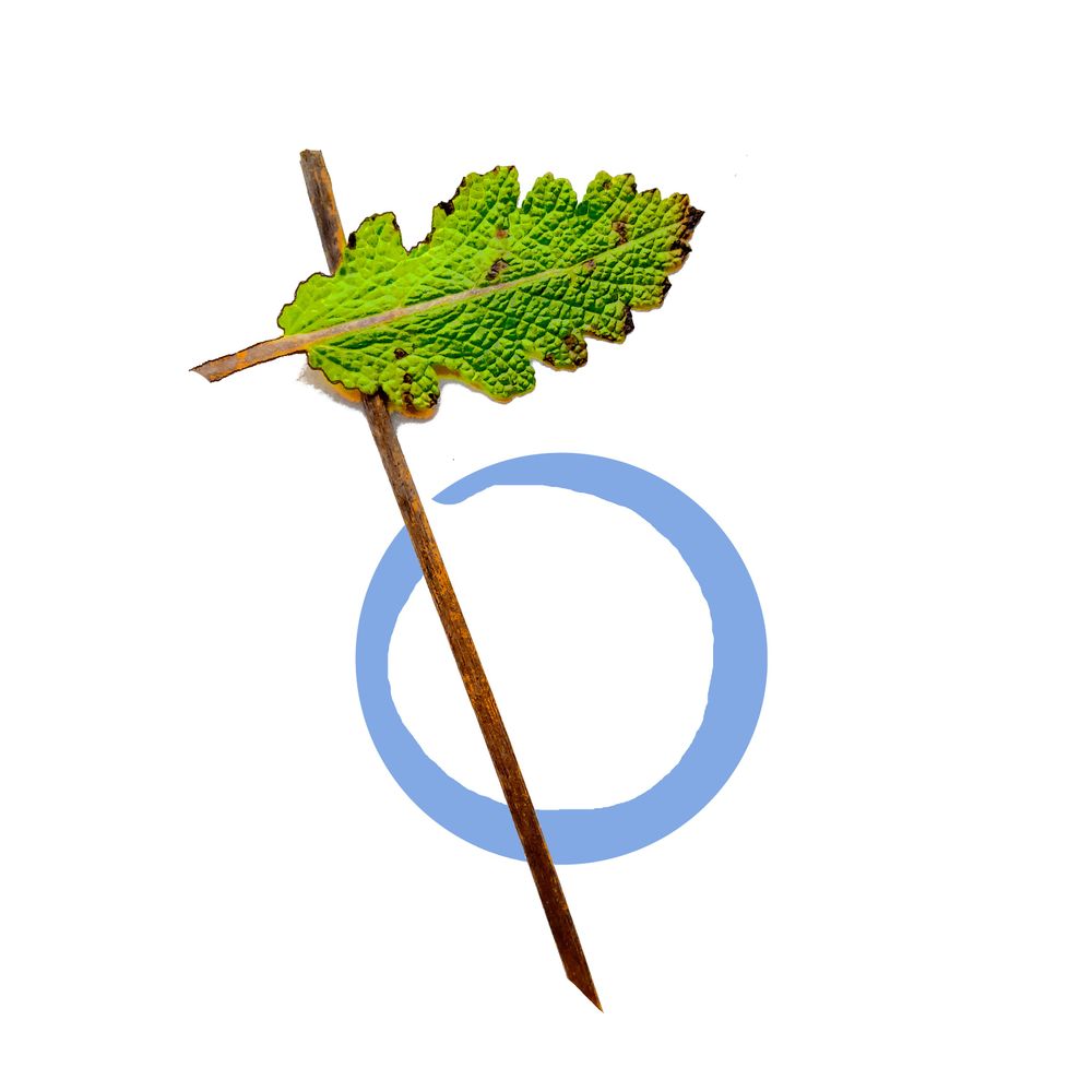Green Flag of Knowledge