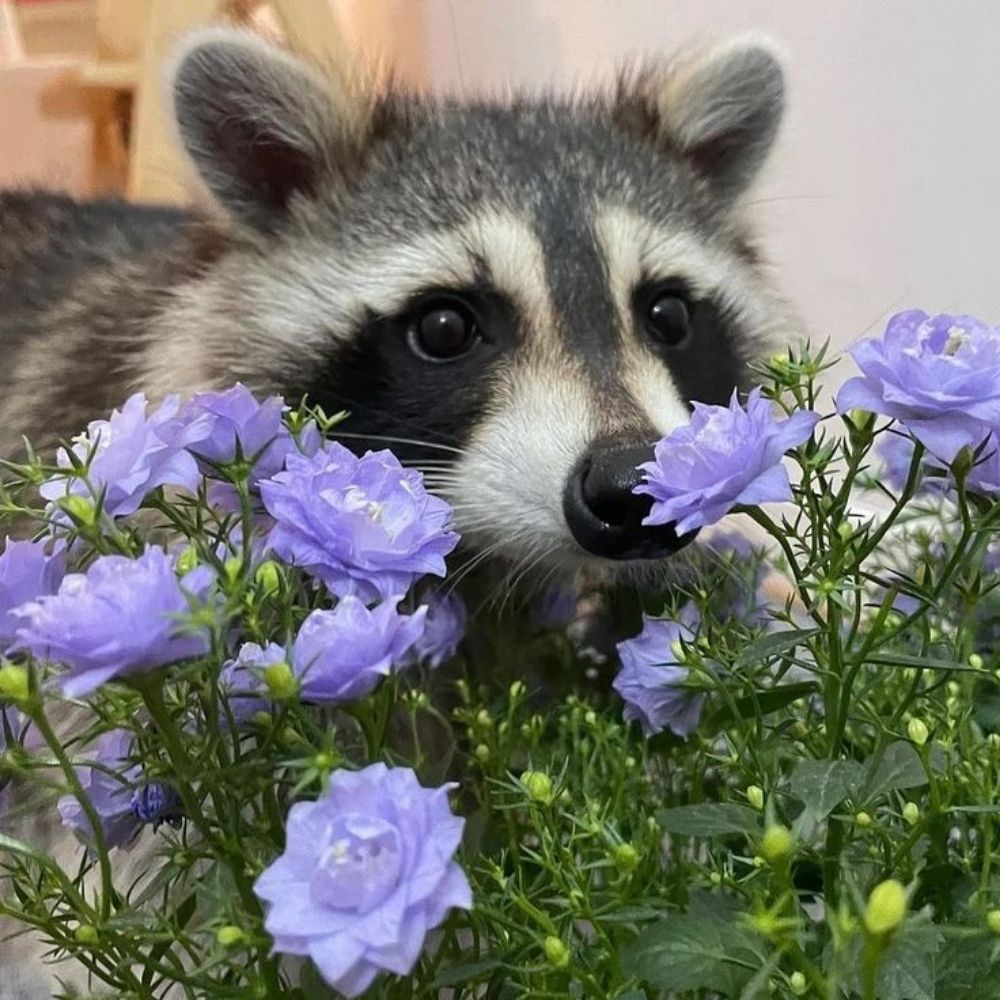 Trashpanda