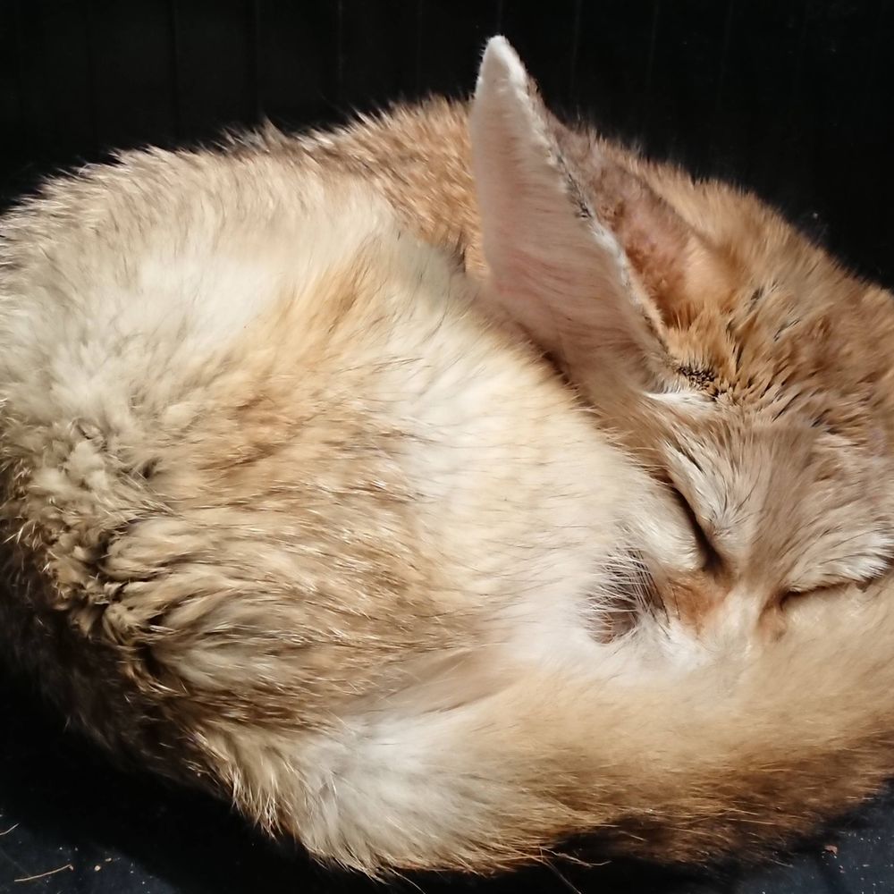 星蛍 狐🦊