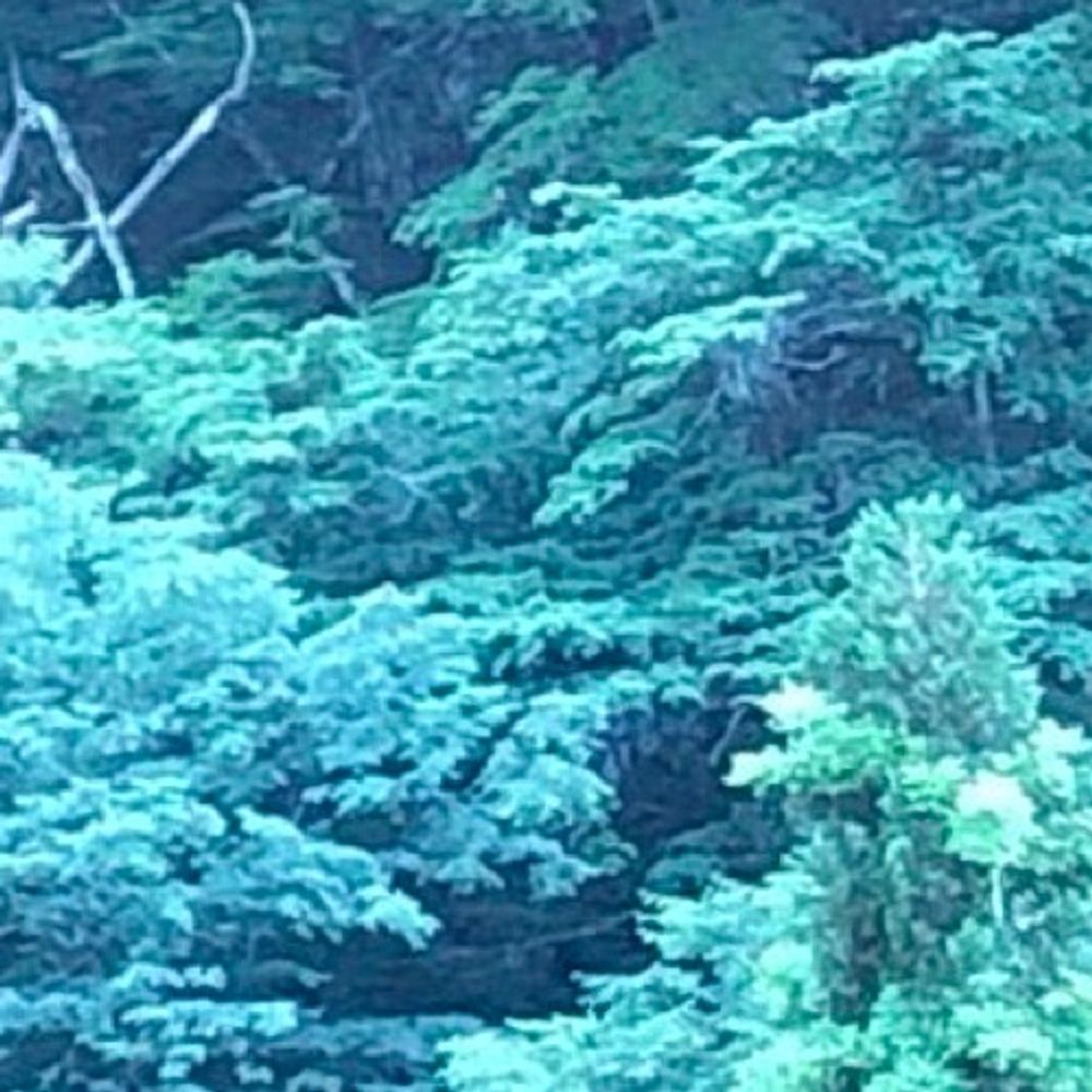 きのした