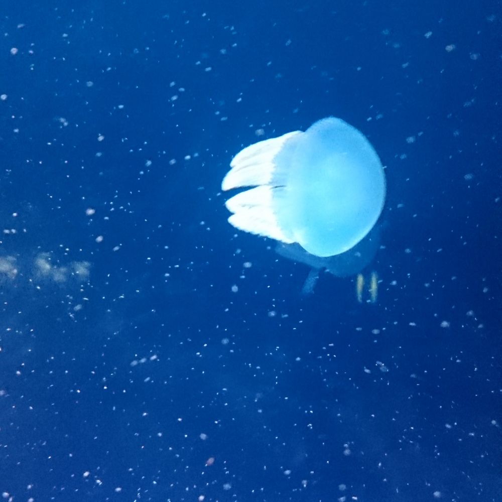 漂流茸
