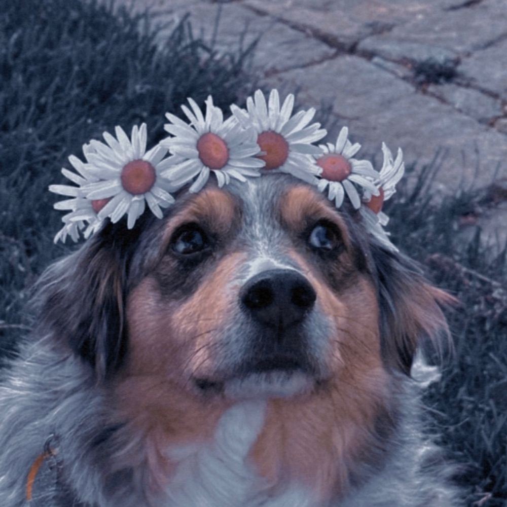 Emma is Querying an Adult Romantasy