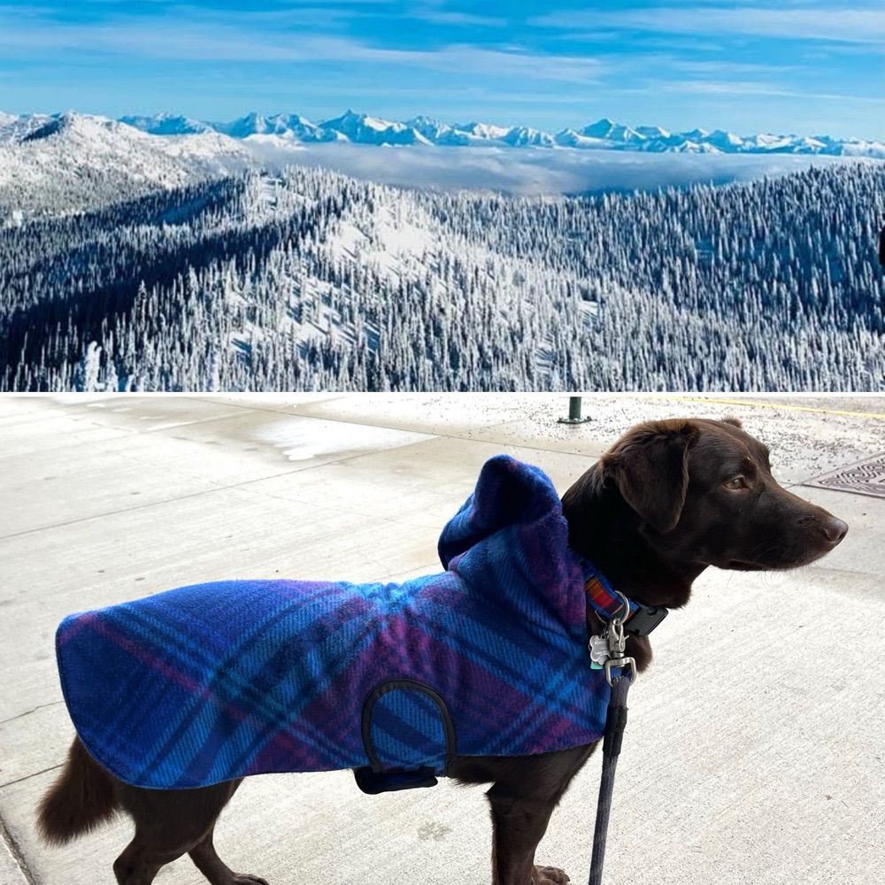 Golden Daisy Quilts & Pet Apparel