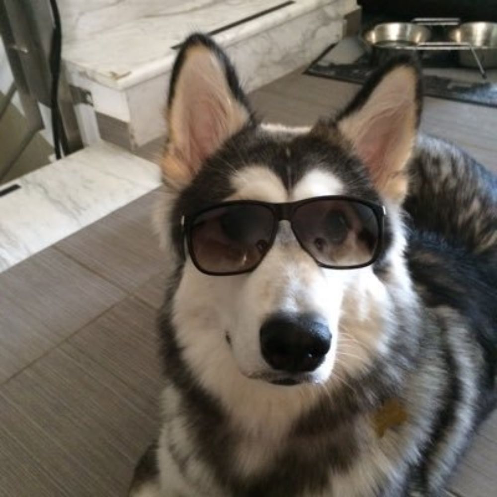 Pasha🐺Ali