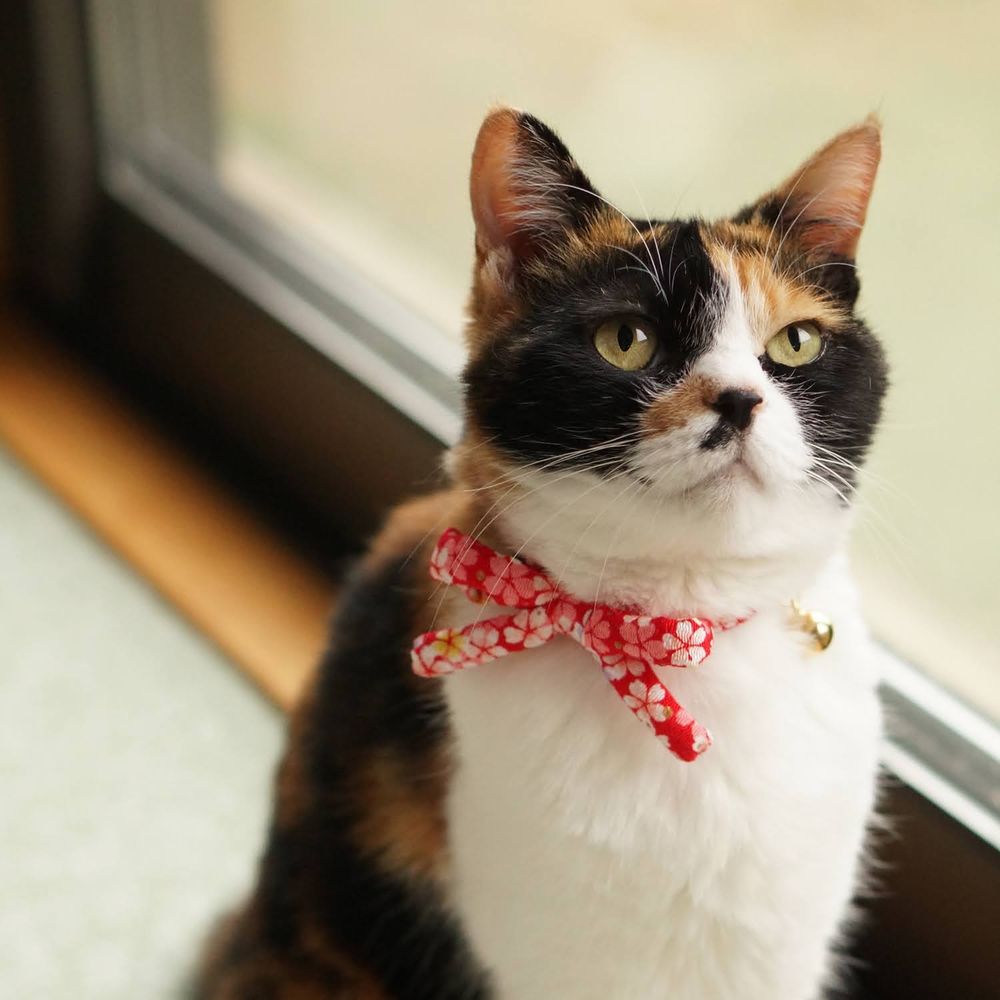 猫の手づくり首輪こげねこ