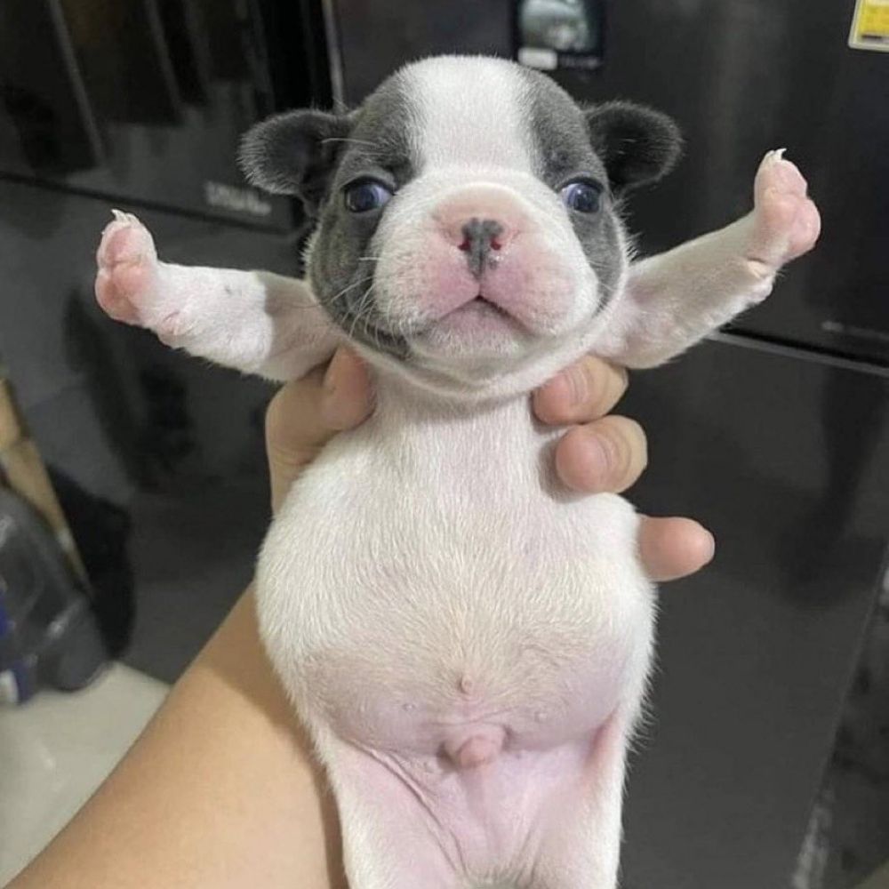 Monteirrinho
