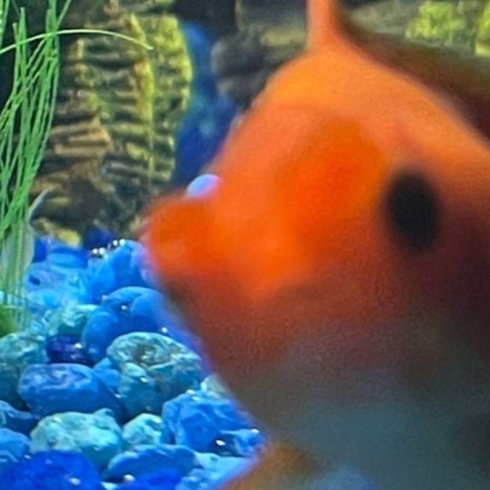 FISH!!!