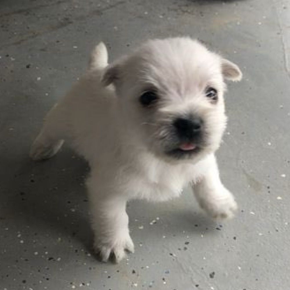 자식이