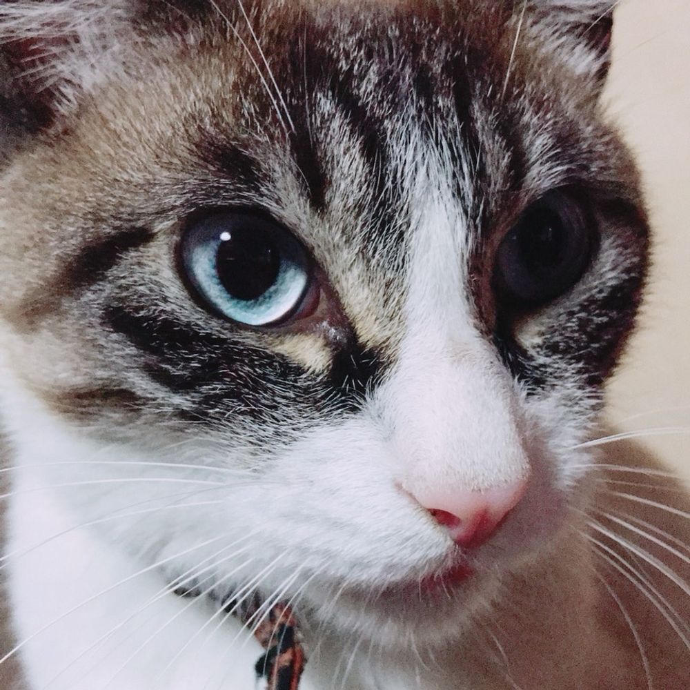 にゃんこのままごと