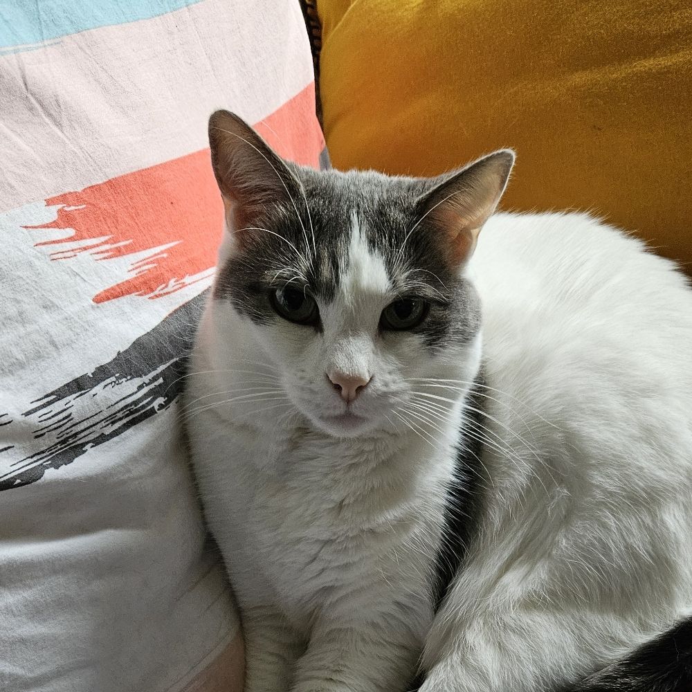  Juju 🐈‍⬛