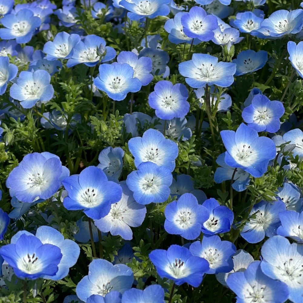 sachiguma