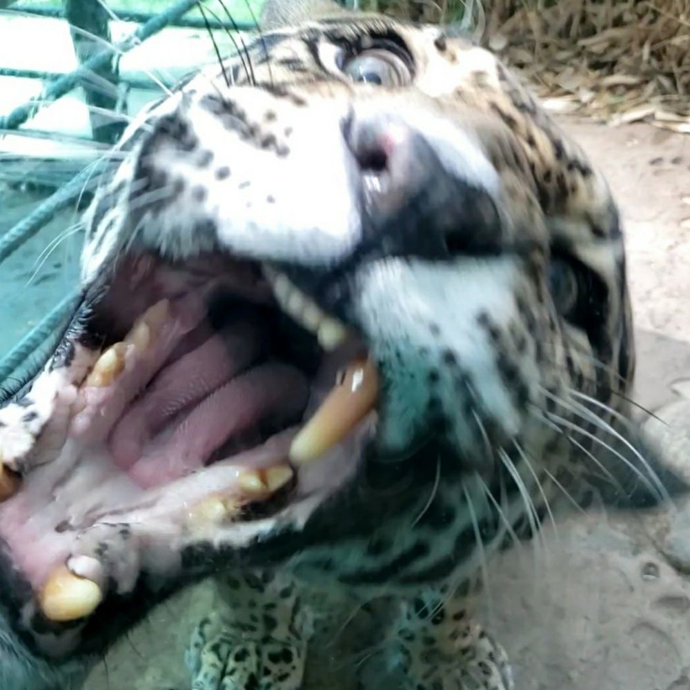 Dee