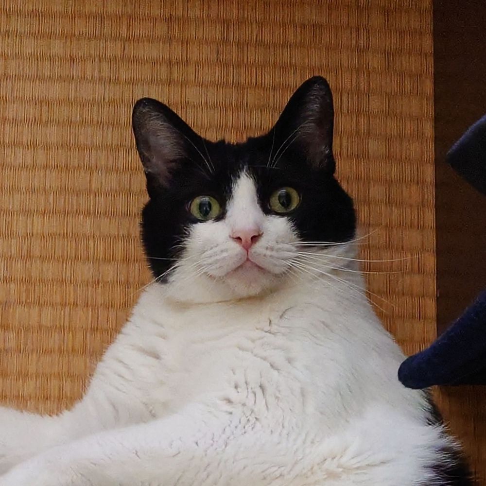 コヒー