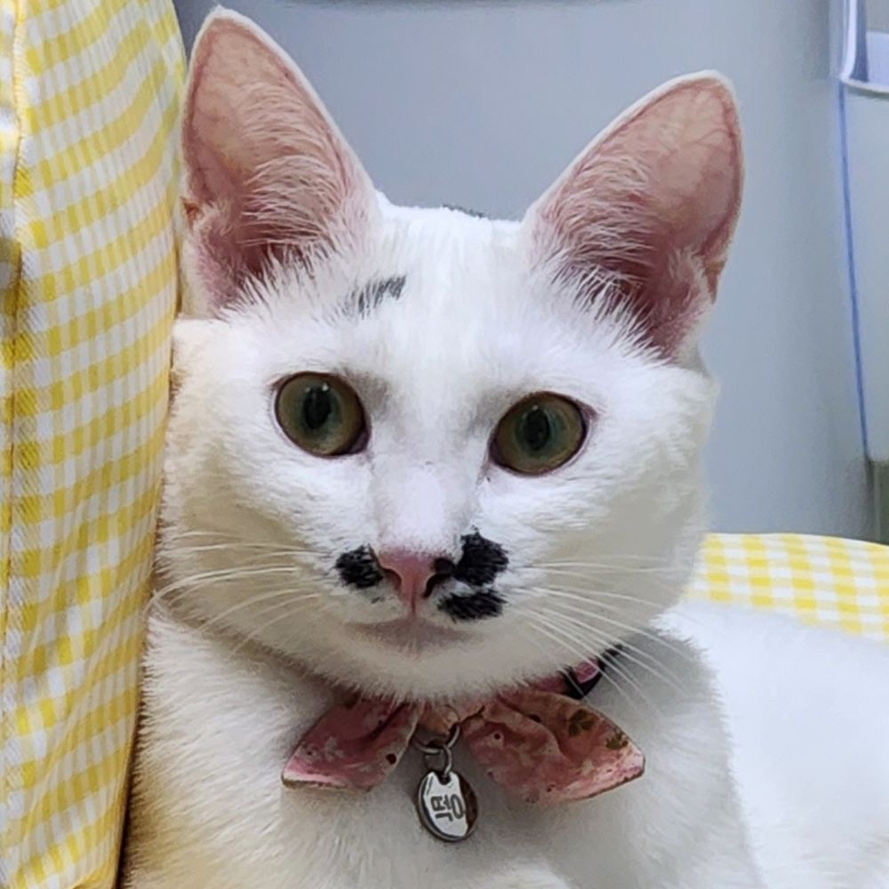 떡이
