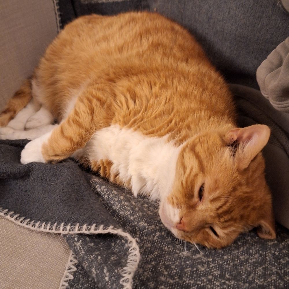 Cyril Cat