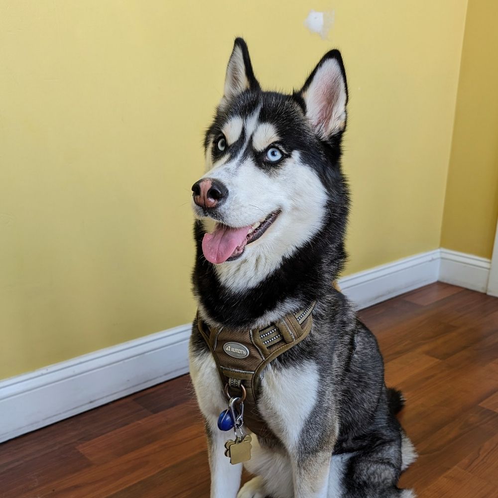 Mishka the Husky, Ph.D.