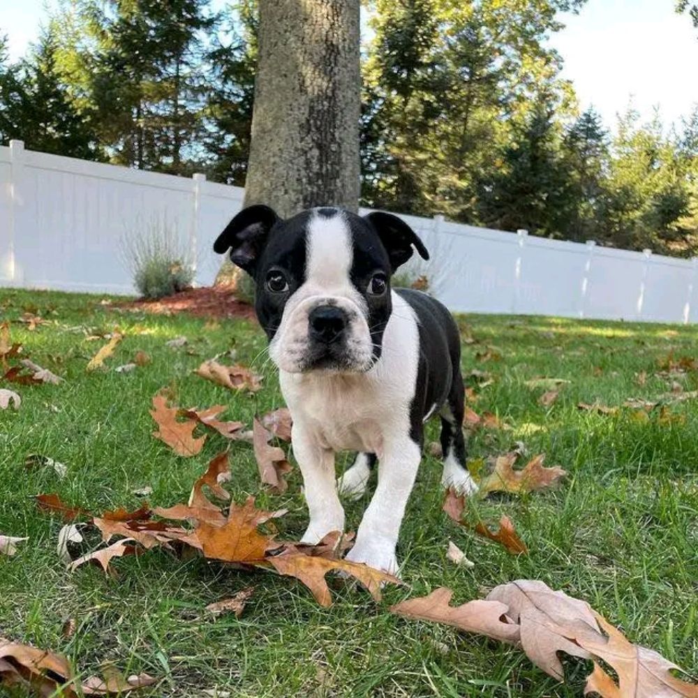 Boston Terriers