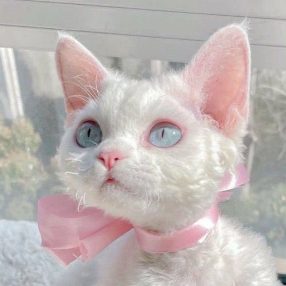 ヘンリー