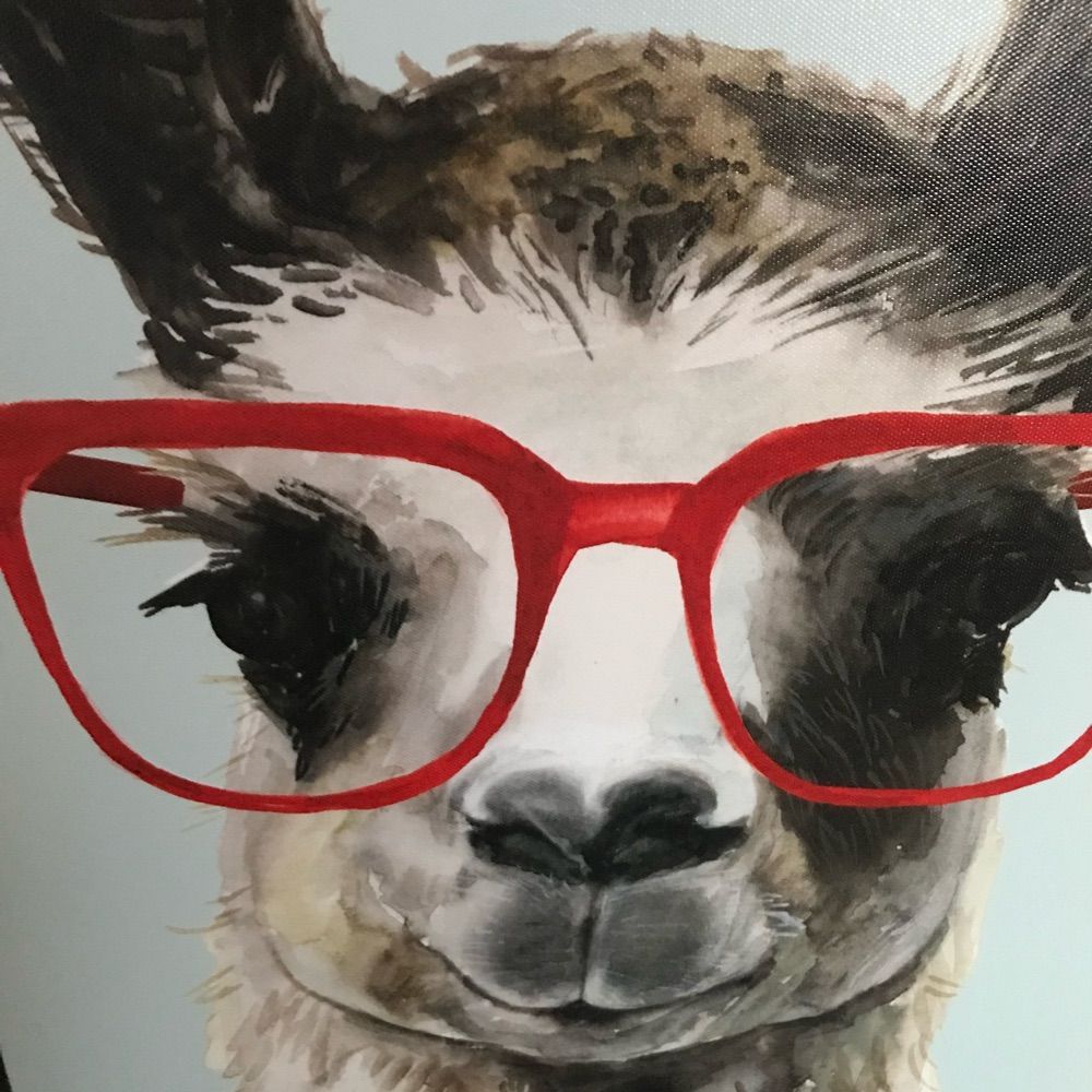 Indignant Llama