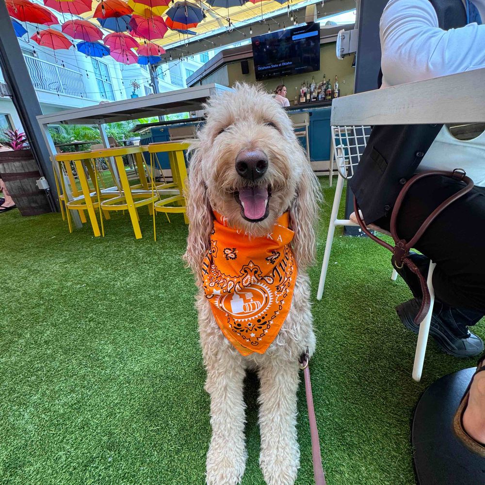 Orlandoodle 