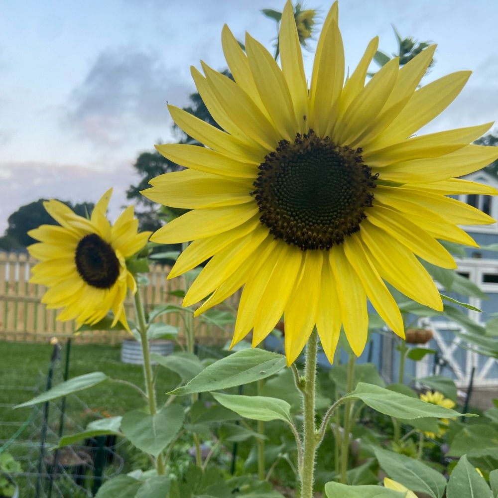 Seeds of Faith Garden