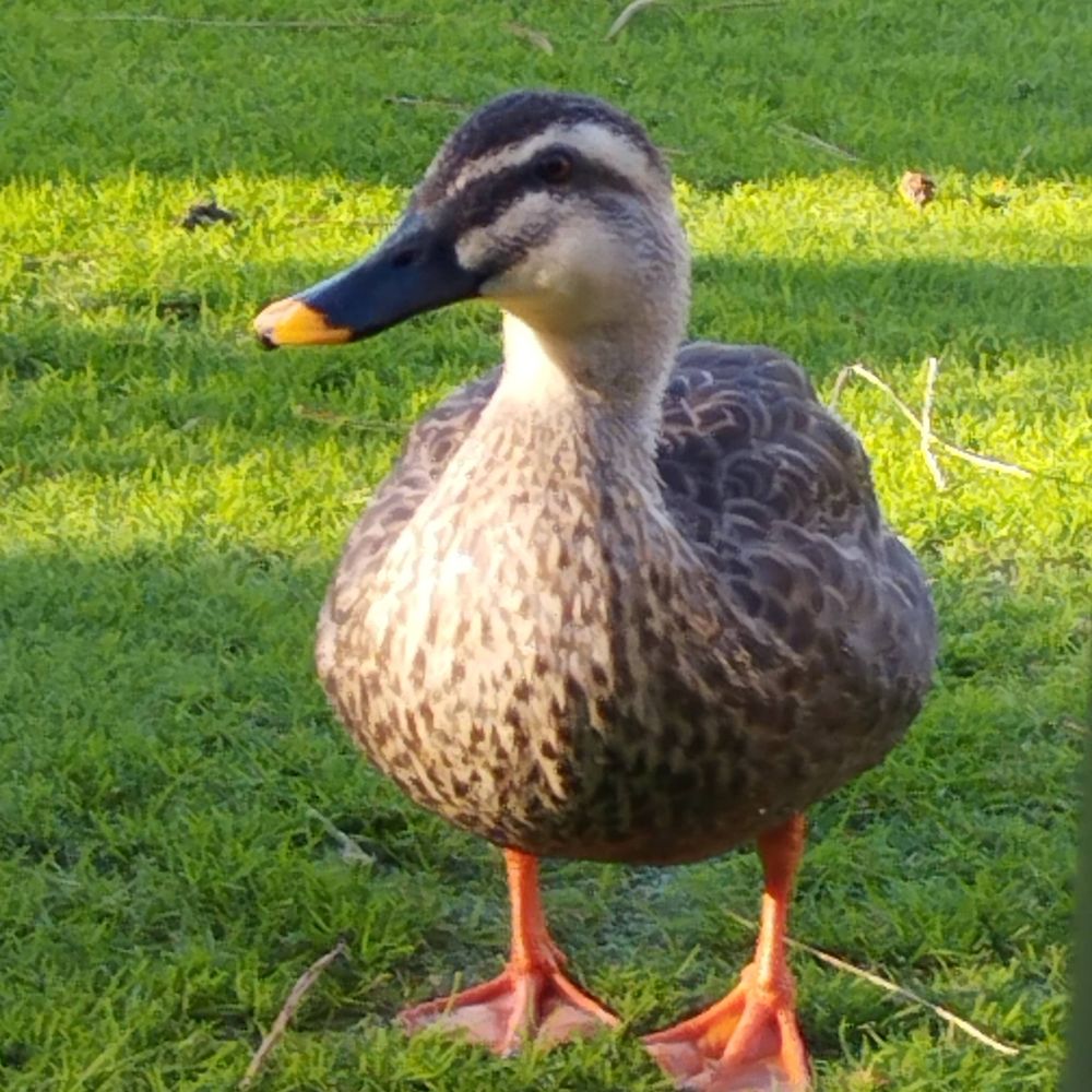 🕊️