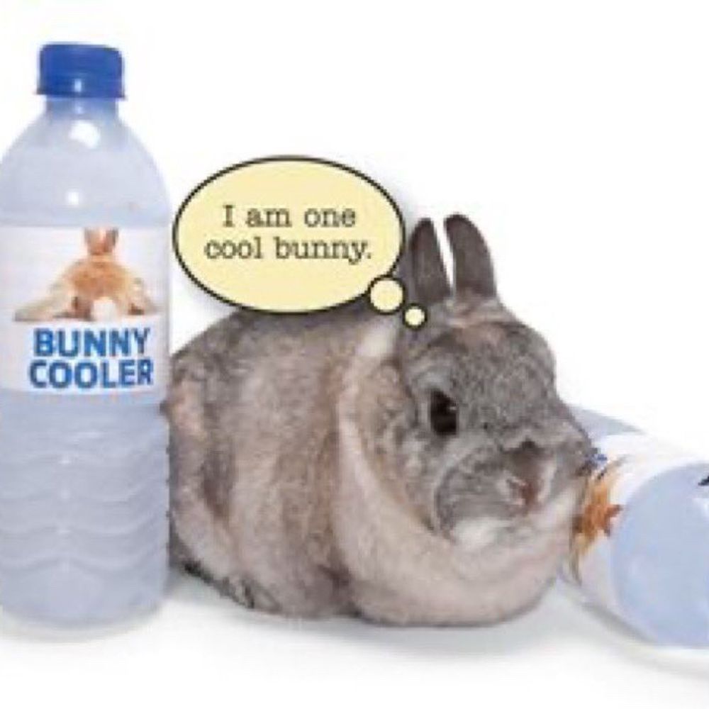 Bunny