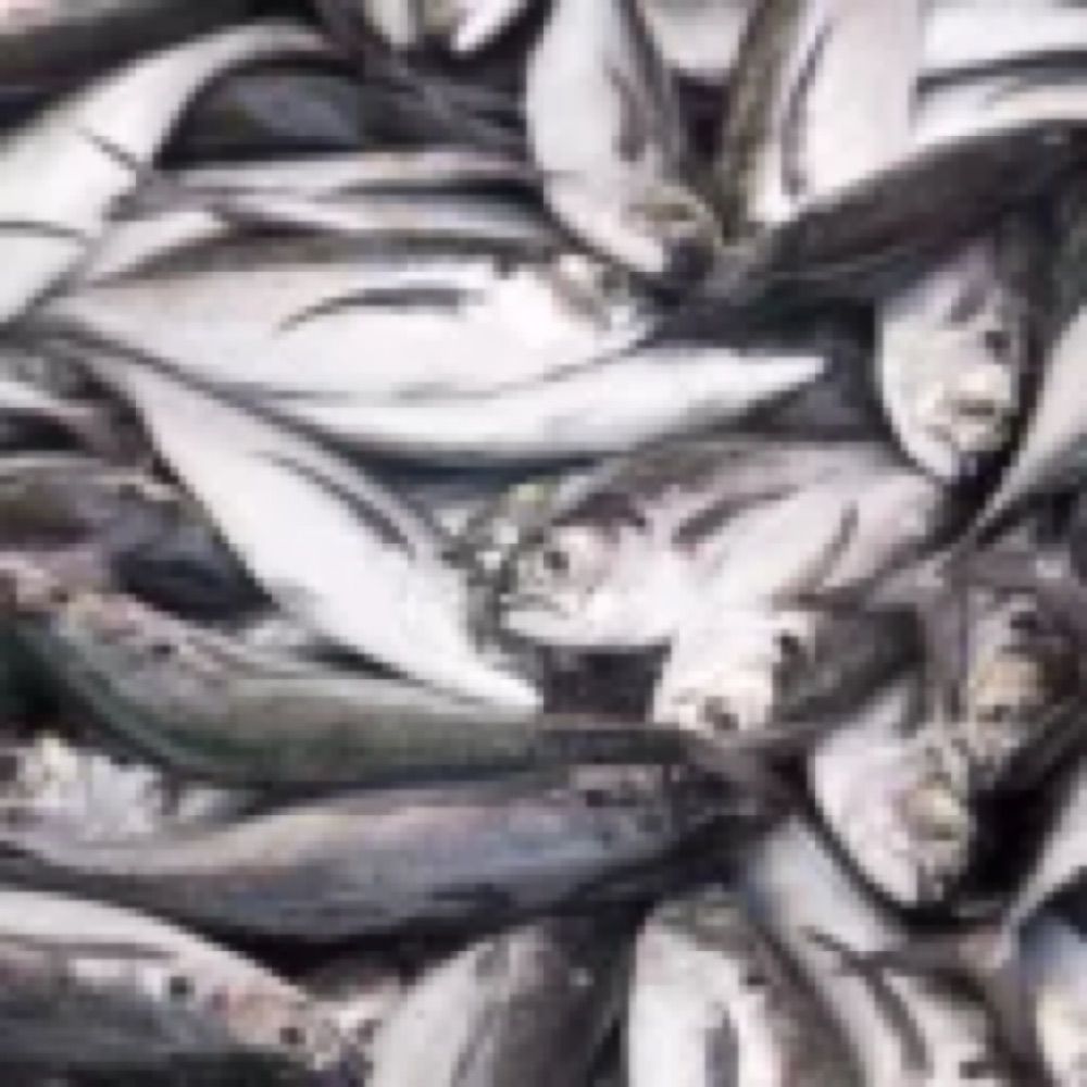 🐟
