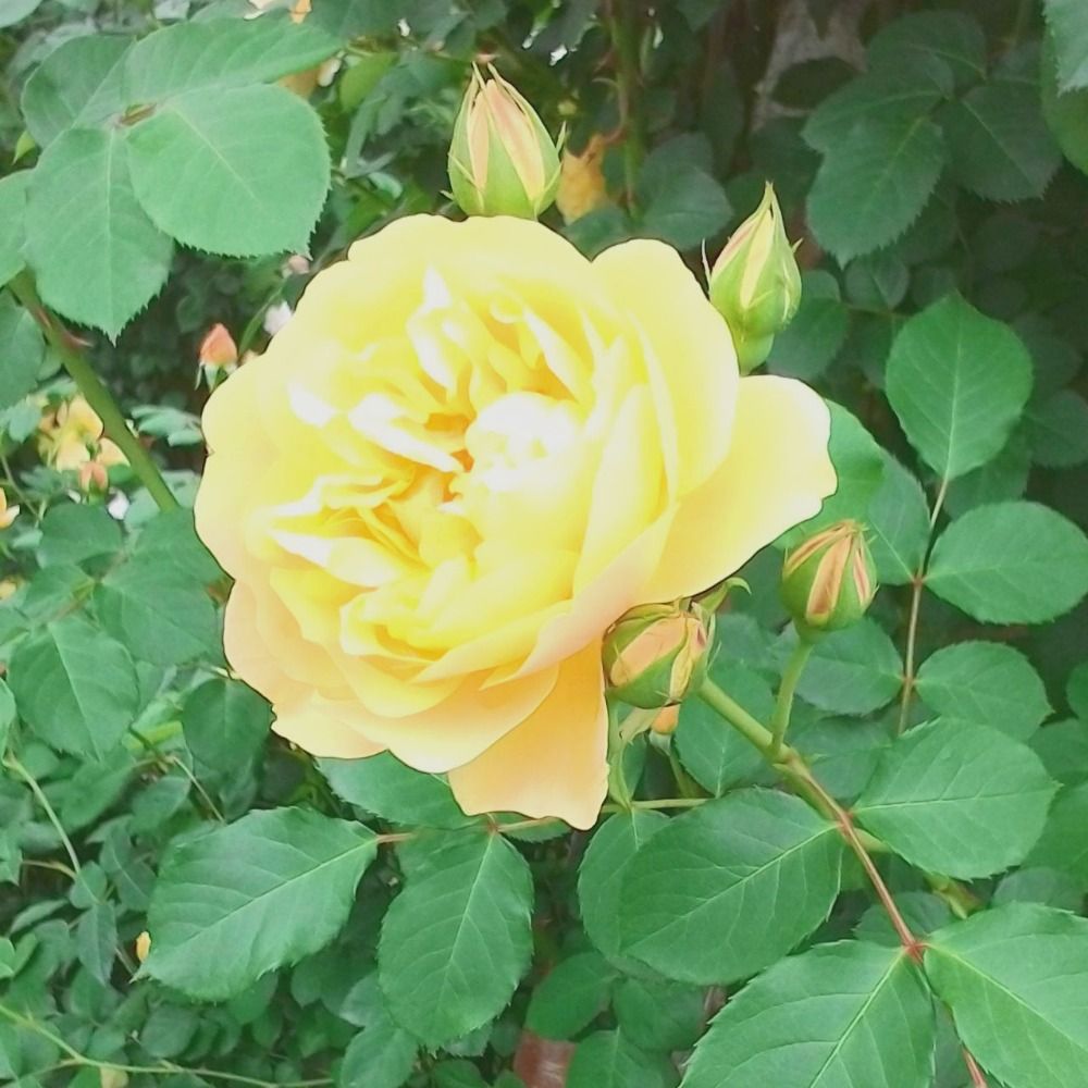 Ｒ-foetida（あ〜る・黄薔薇）