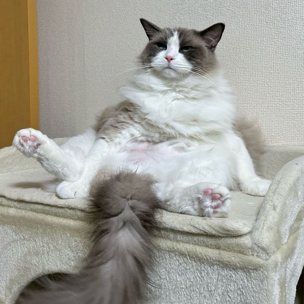 ぽんた