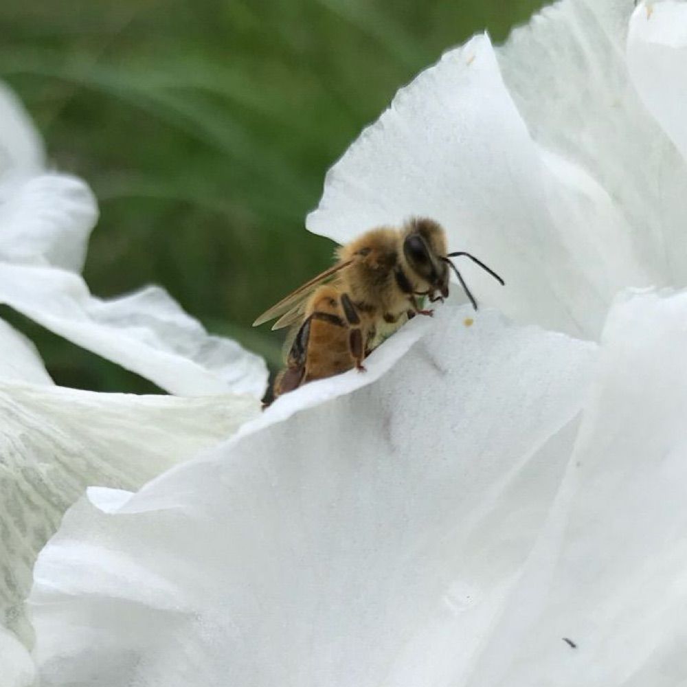 Honeybee and Iris (Amy)