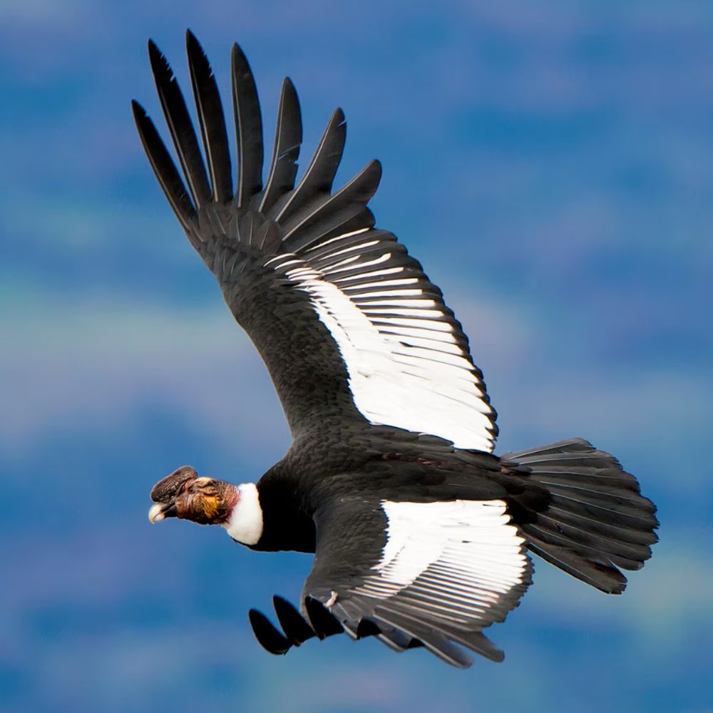 Condor Calls for Aid