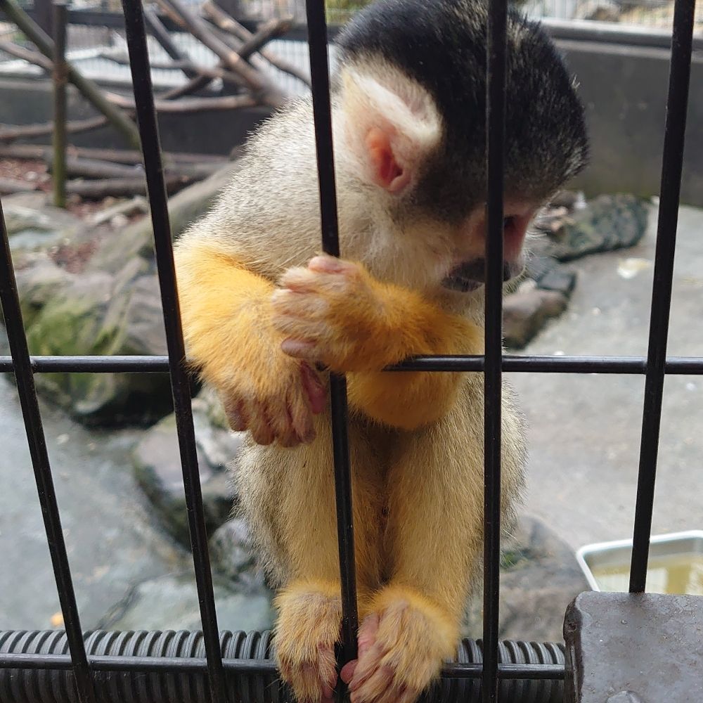 こたつむり
