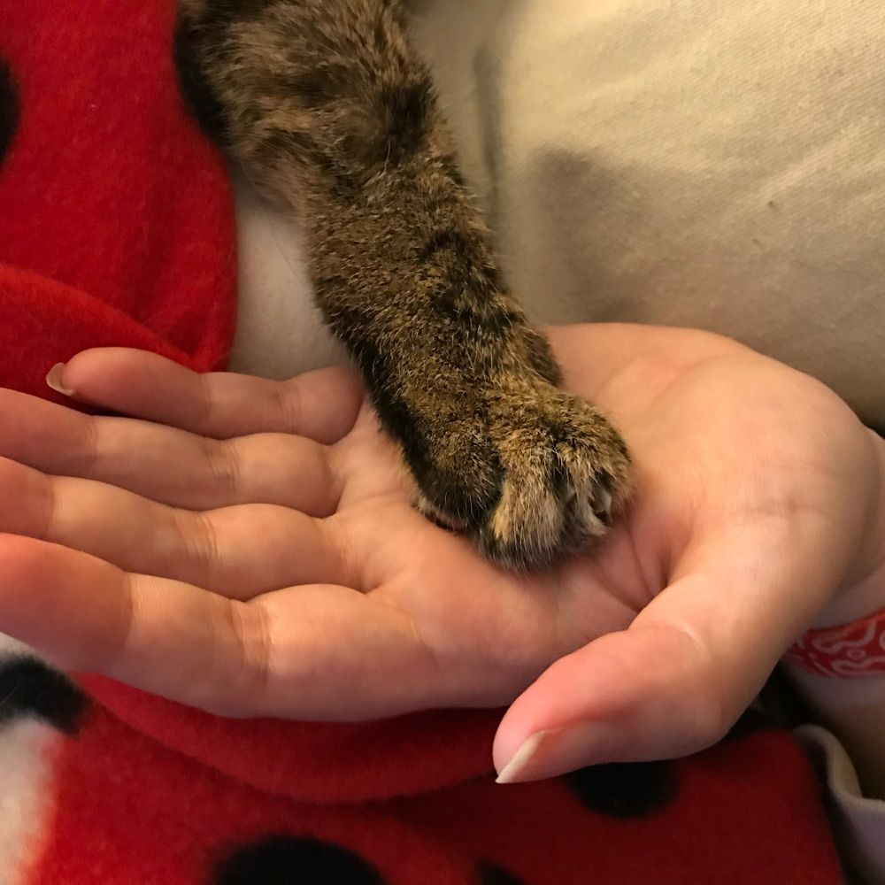 mollykat