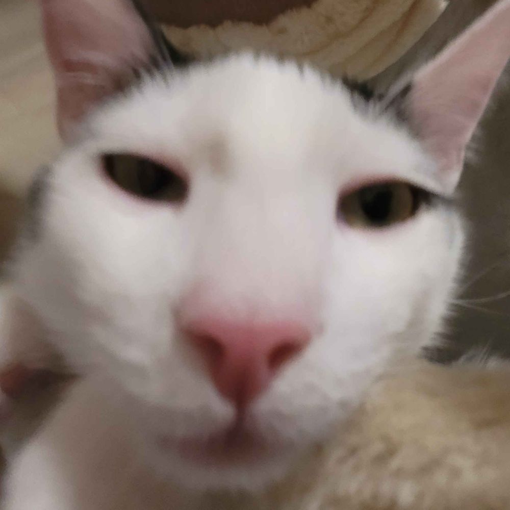 Ardy